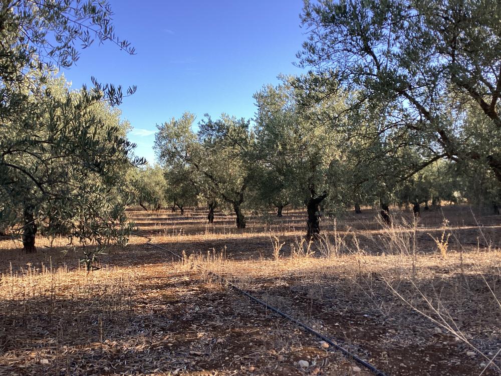  à vendre villa Puente Genil Campiña Sur 47
