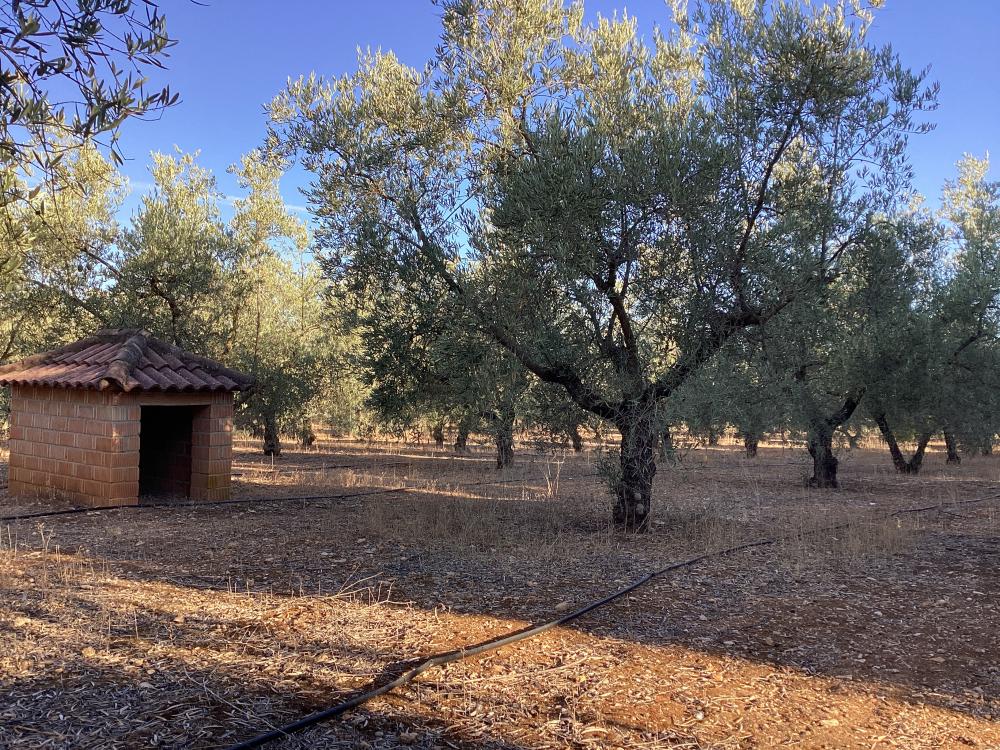  à vendre villa Puente Genil Campiña Sur 46