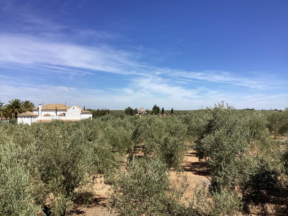  à vendre villa Puente Genil Campiña Sur 44