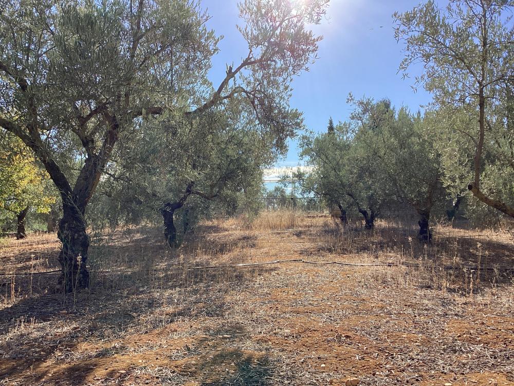  à vendre villa Puente Genil Campiña Sur 45