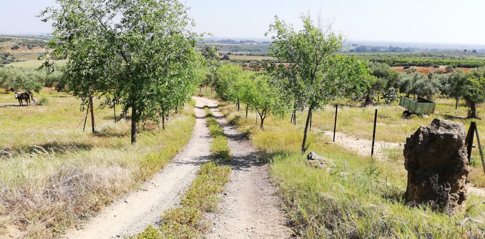  à vendre maison de campagne Villanueva Del Río Y Minas Vega Del Guadalquivir 37
