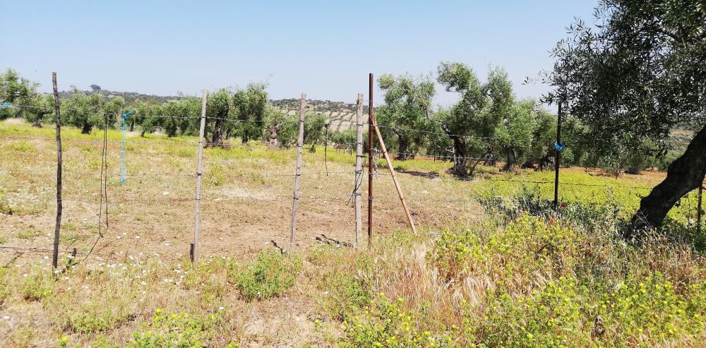  à vendre maison de campagne Villanueva Del Río Y Minas Vega Del Guadalquivir 36