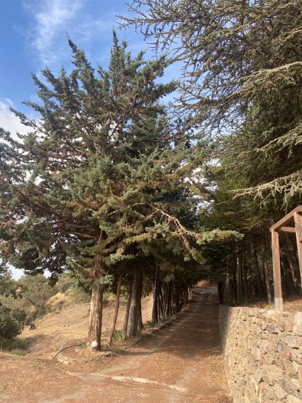  à vendre maison de campagne Pampaneira Alpujarra Granadina 15