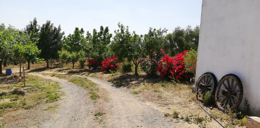  à vendre maison de campagne Villanueva Del Río Y Minas Vega Del Guadalquivir 34