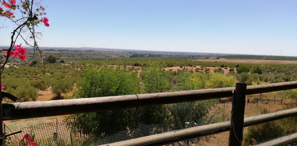  à vendre maison de campagne Villanueva Del Río Y Minas Vega Del Guadalquivir 25