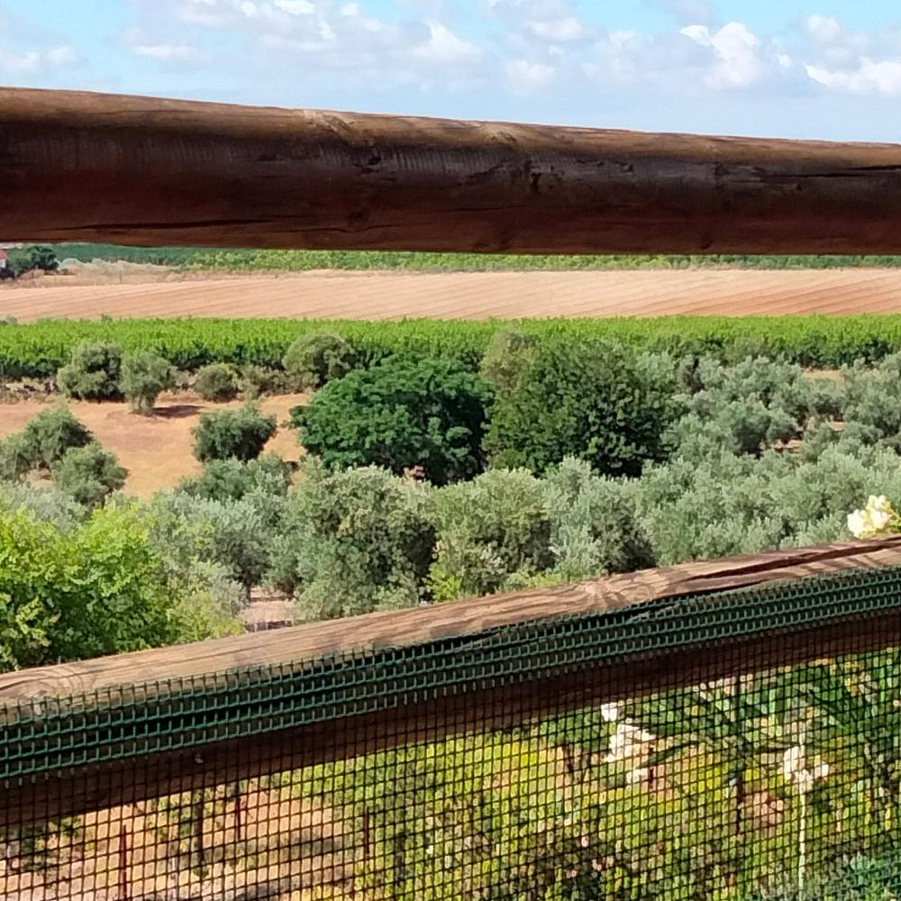  à vendre maison de campagne Villanueva Del Río Y Minas Vega Del Guadalquivir 13