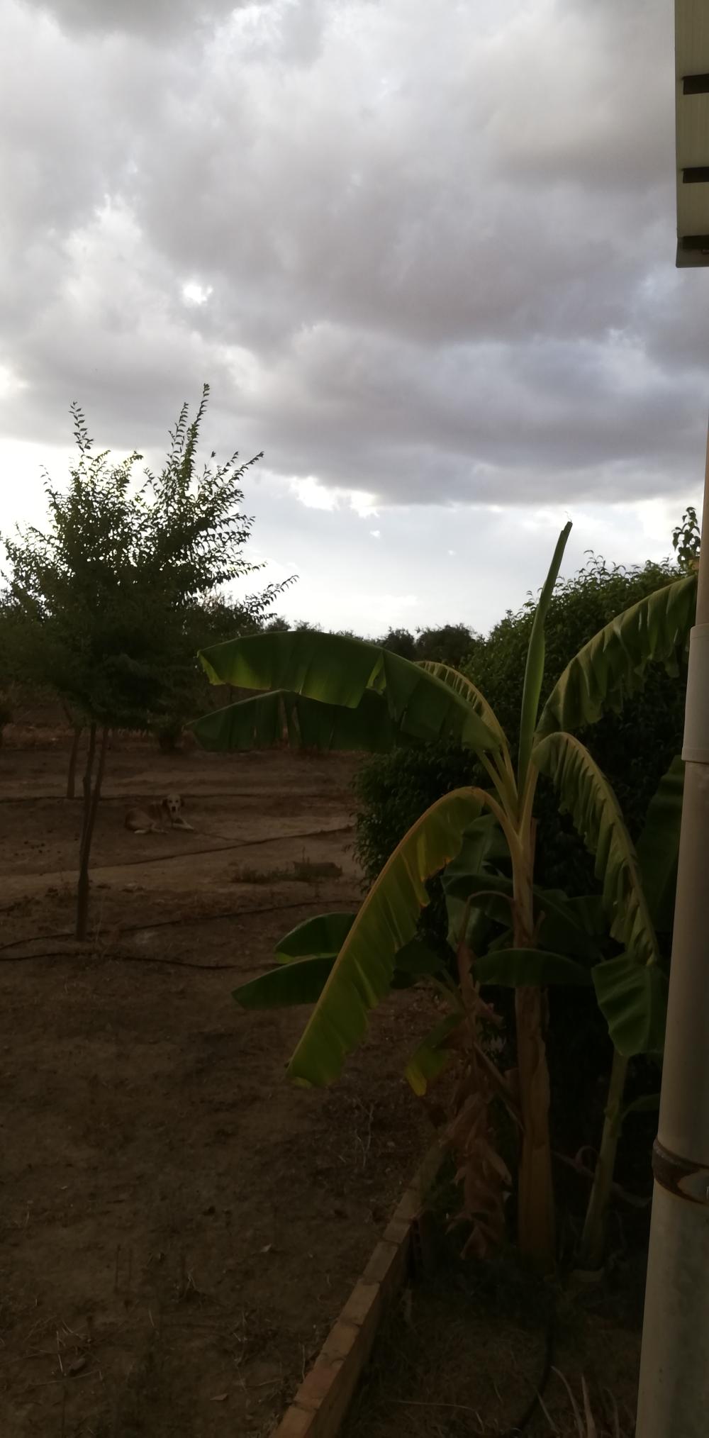  à vendre maison de campagne Villanueva Del Río Y Minas Vega Del Guadalquivir 21