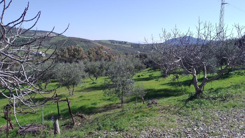  à vendre maison de campagne Monda Sierra De Las Nieves 47