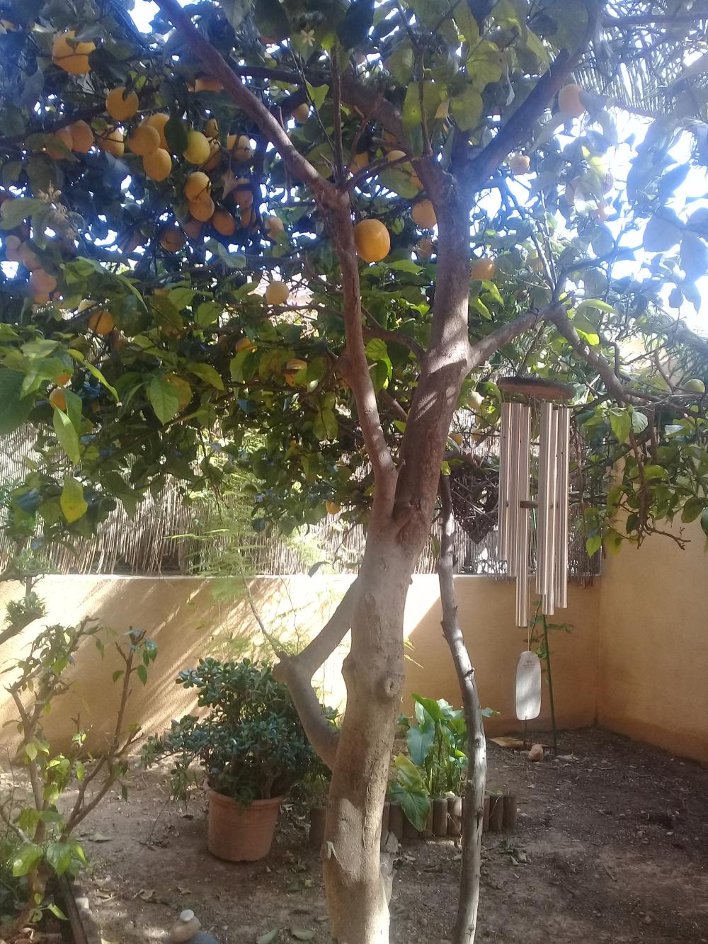  à vendre villa Roda De Barà Tarragonès 16