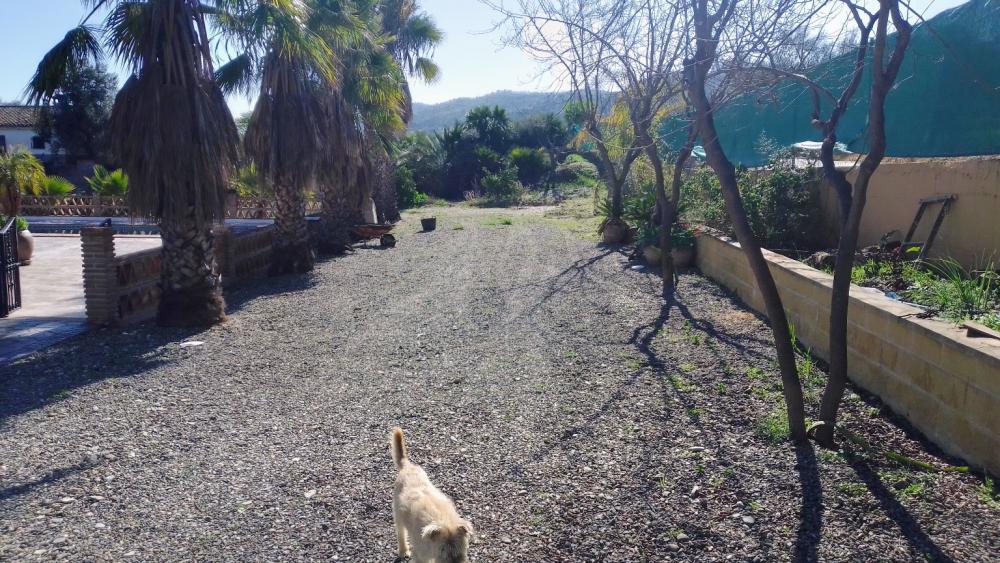  à vendre maison de campagne Monda Sierra De Las Nieves 10