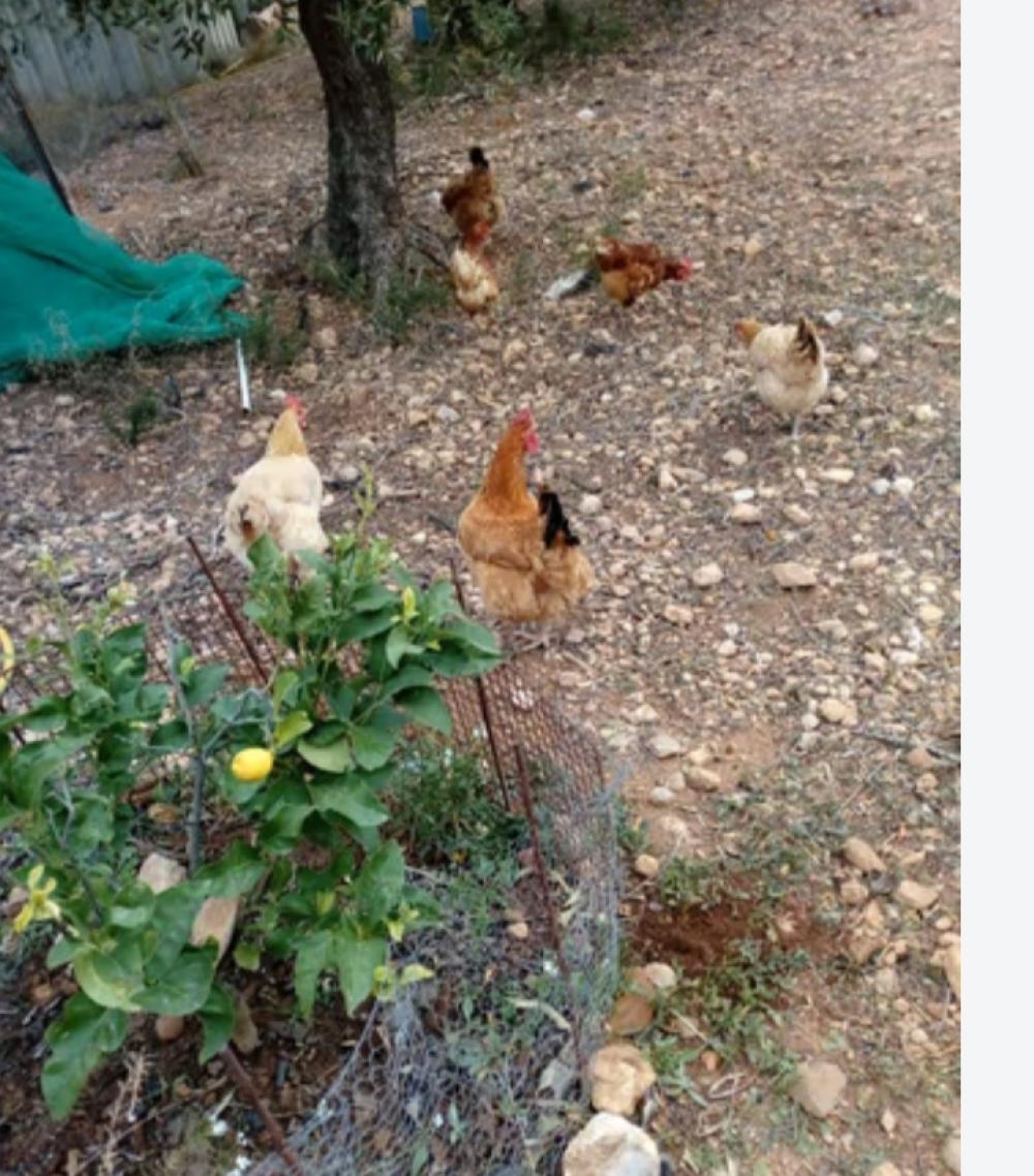  à vendre maison de campagne Mont-Roig Del Camp Baix Camp 1
