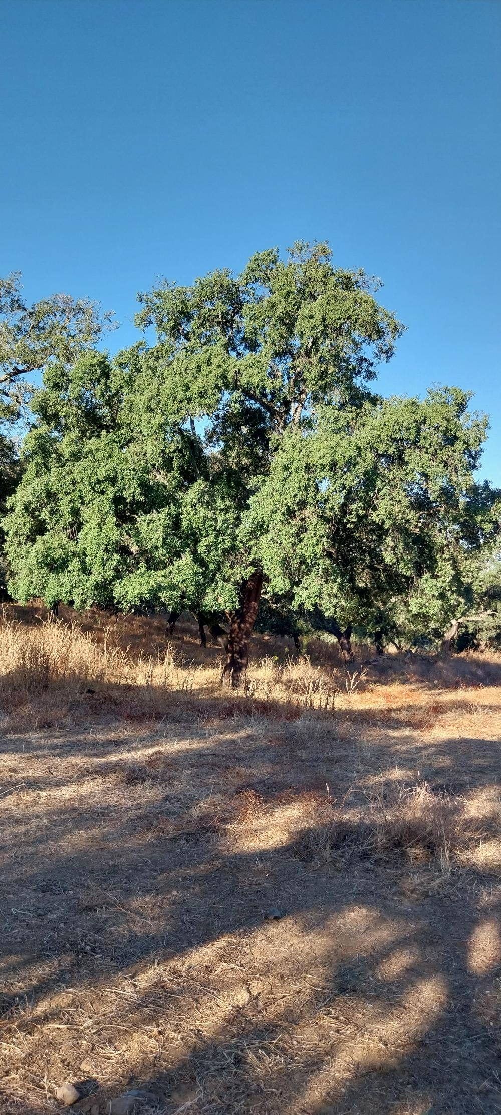  à vendre maison de campagne Valdezufre Sierra De Huelva 5