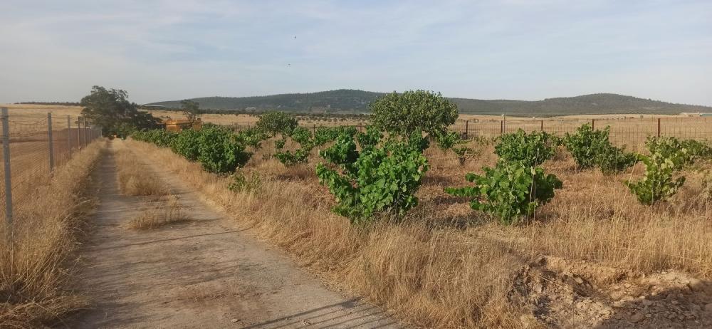  à vendre maison de campagne Mirandilla Merida 18