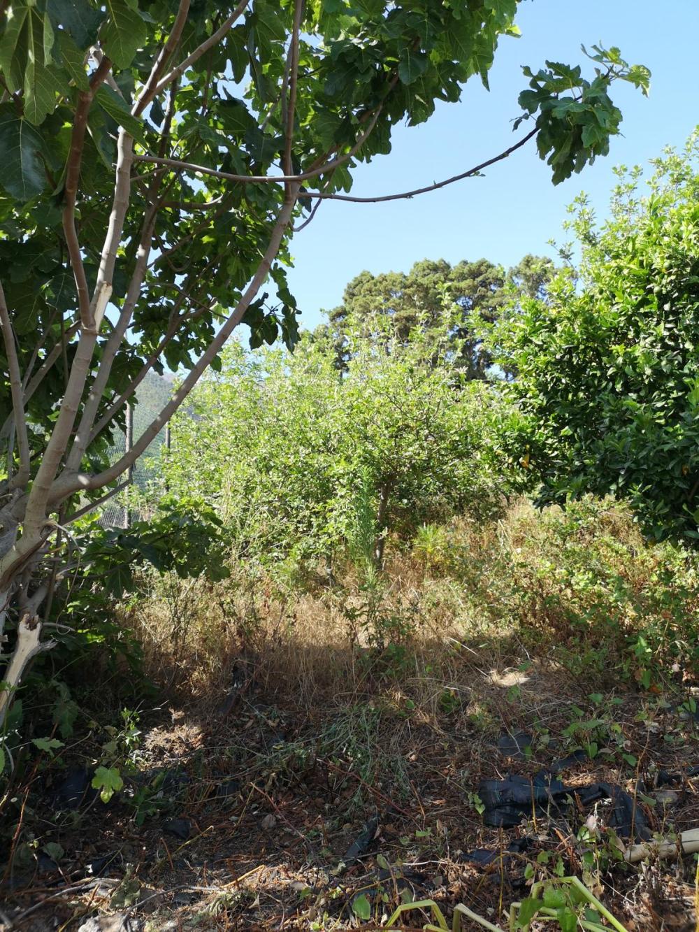  à vendre maison Roque Del Faro Palma (La) 8