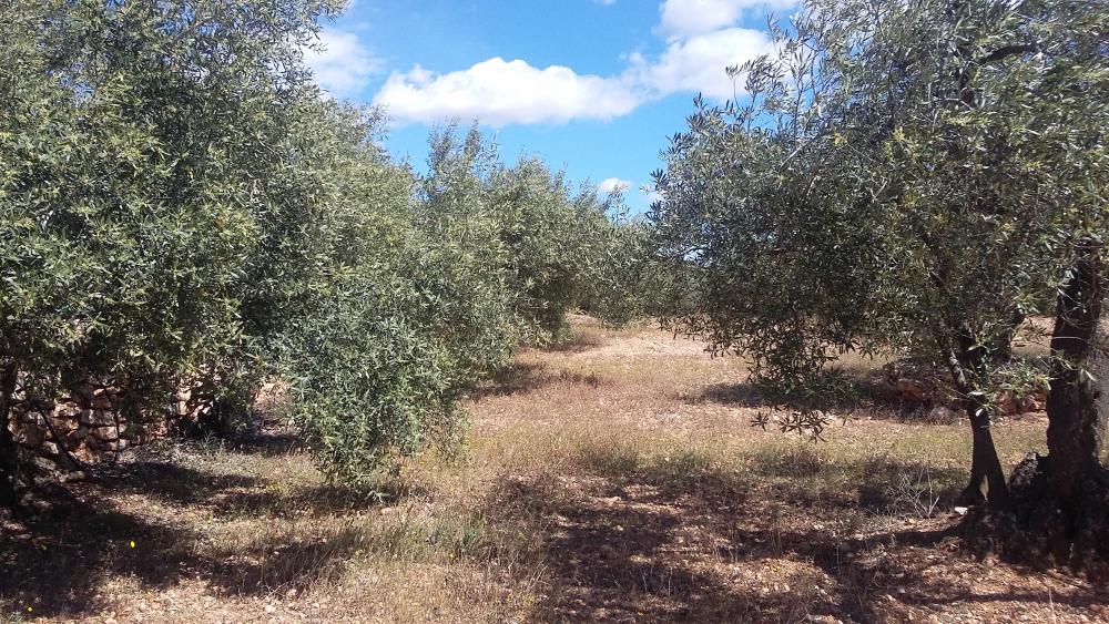  à vendre maison de campagne L'ampolla Baix Ebre 4