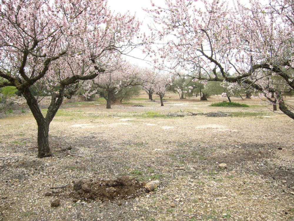  à vendre maison de campagne L'ampolla Baix Ebre 2