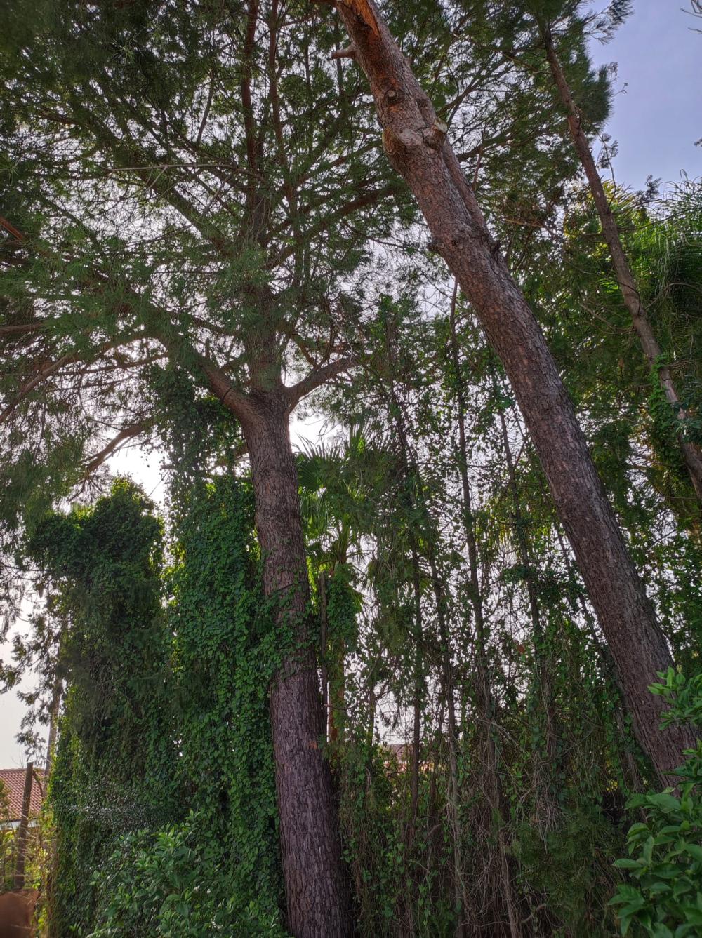  à vendre villa Alcalá De Guadaira Metropolitana De Sevilla 2