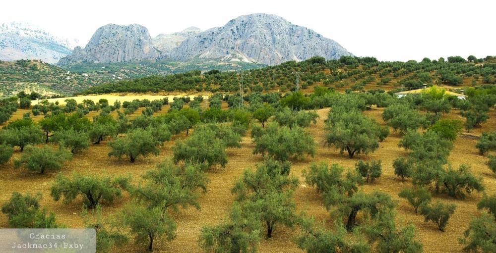  à vendre maison de campagne Pruna Sierra Sur 4