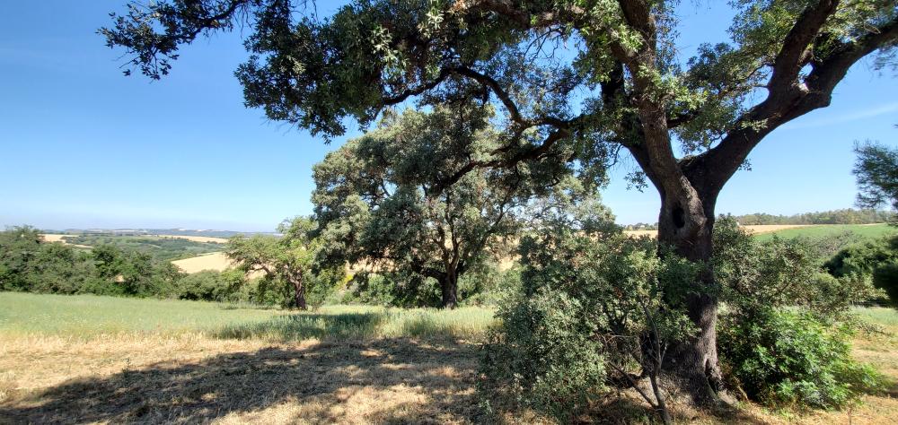  à vendre maison de campagne Arcos De La Frontera Sierra De Cádiz 42