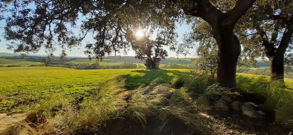  à vendre maison de campagne Arcos De La Frontera Sierra De Cádiz 34