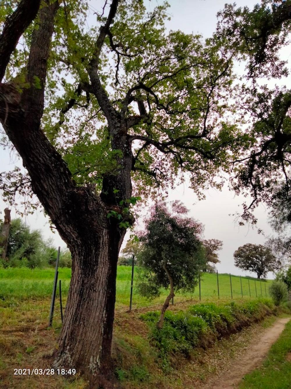  à vendre maison de campagne Arcos De La Frontera Sierra De Cádiz 36