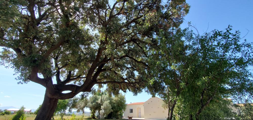 à vendre maison de campagne Arcos De La Frontera Sierra De Cádiz 43