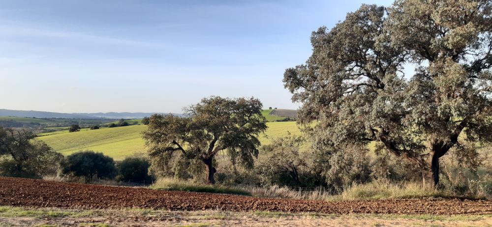  à vendre maison de campagne Arcos De La Frontera Sierra De Cádiz 47