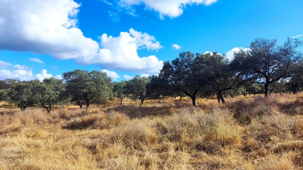  à vendre maison de campagne Santa Olalla Del Cala Sierra De Huelva 11