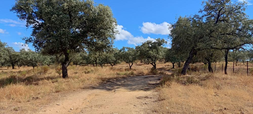  à vendre maison de campagne Santa Olalla Del Cala Sierra De Huelva 4