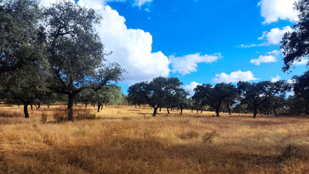  à vendre maison de campagne Santa Olalla Del Cala Sierra De Huelva 9