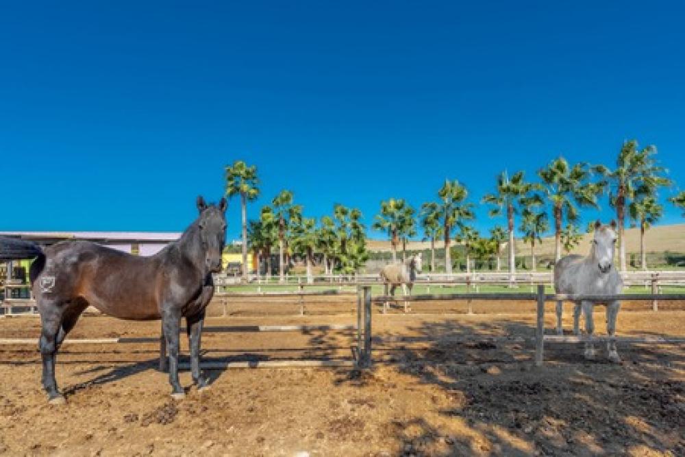  à vendre maison de campagne Coín Valle Del Guadalhorce 22
