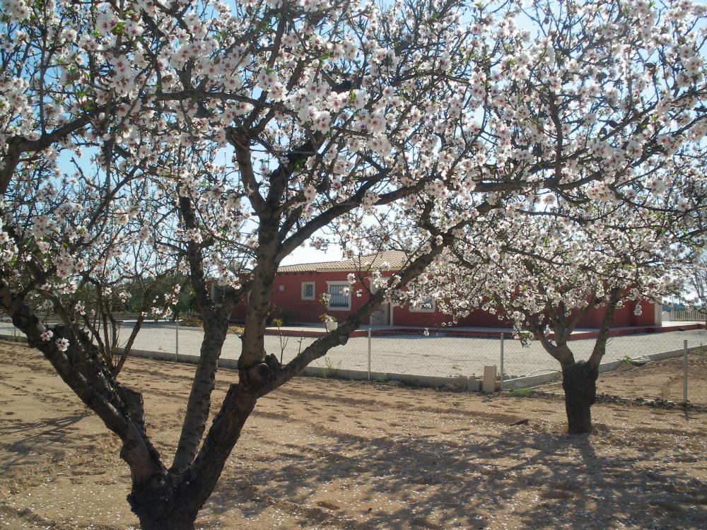  à vendre villa Pla De Sant Josep Baix Vinalopó 16
