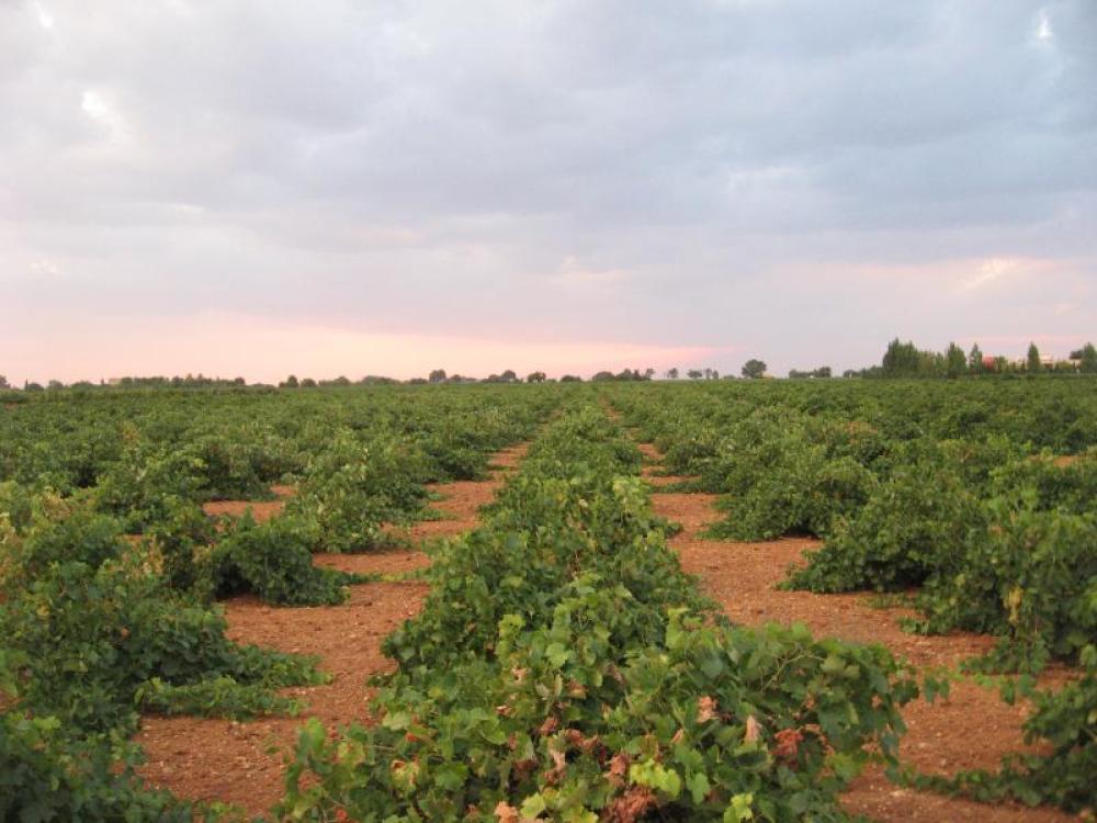  à vendre maison Pedro Muñoz Mancha (La) 24