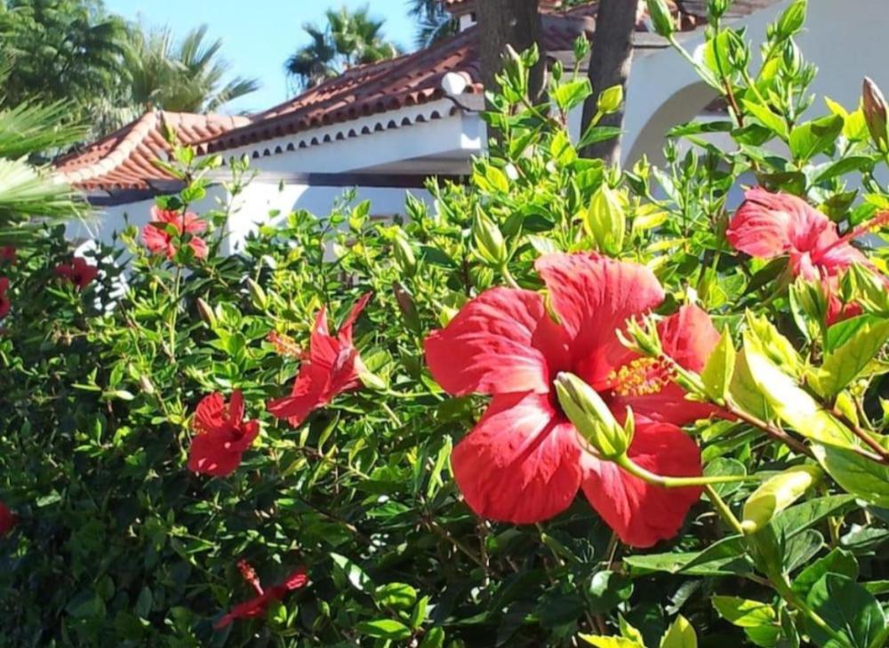  à vendre maison jumelée Maspalomas Área Sur 26