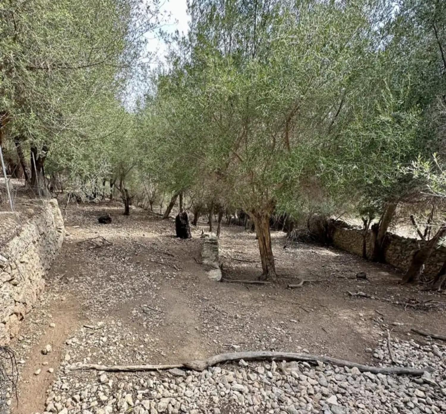  à vendre maison Campanet Raiguer 41