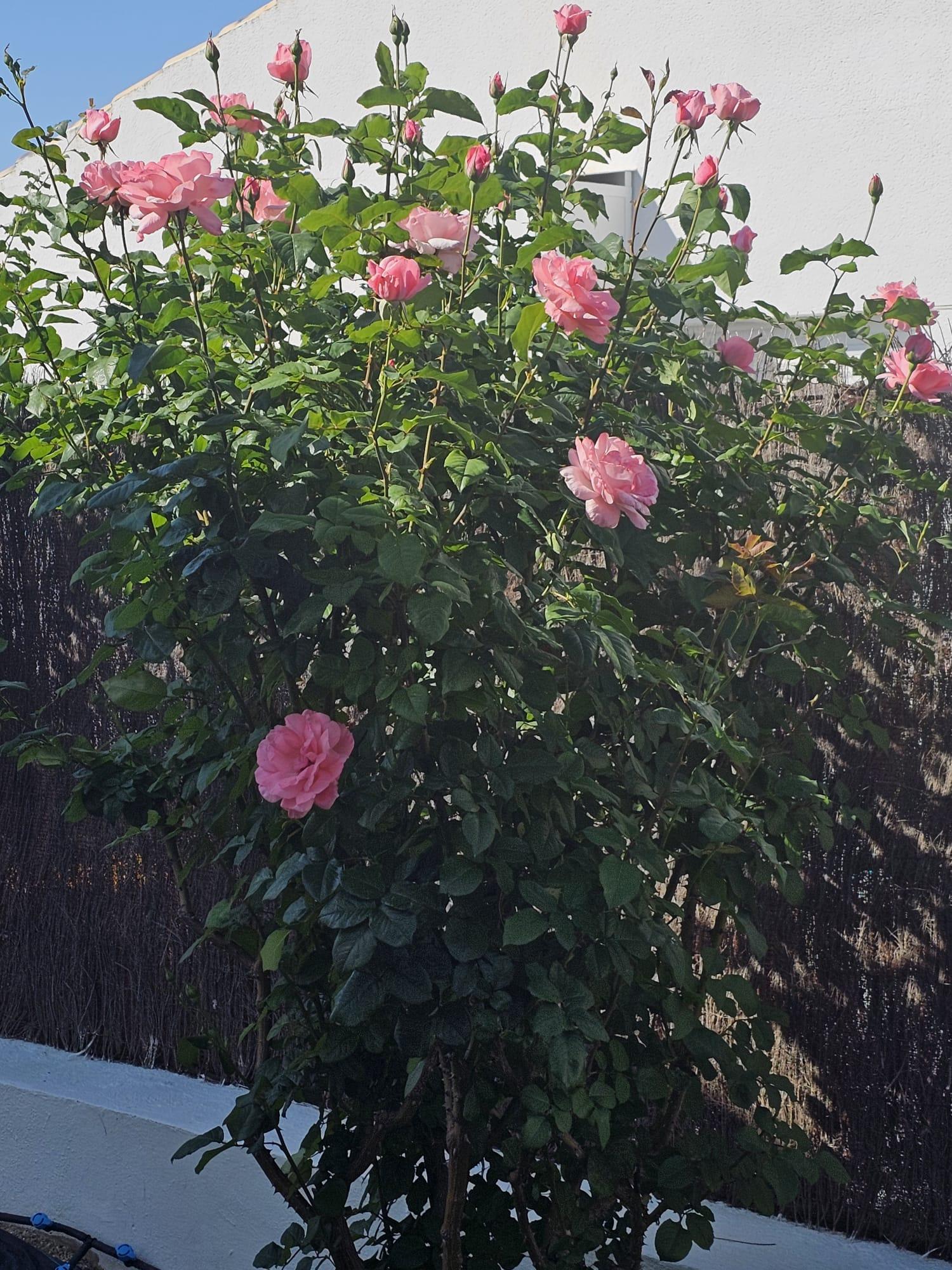  à vendre maison Calasparra Noroeste 20