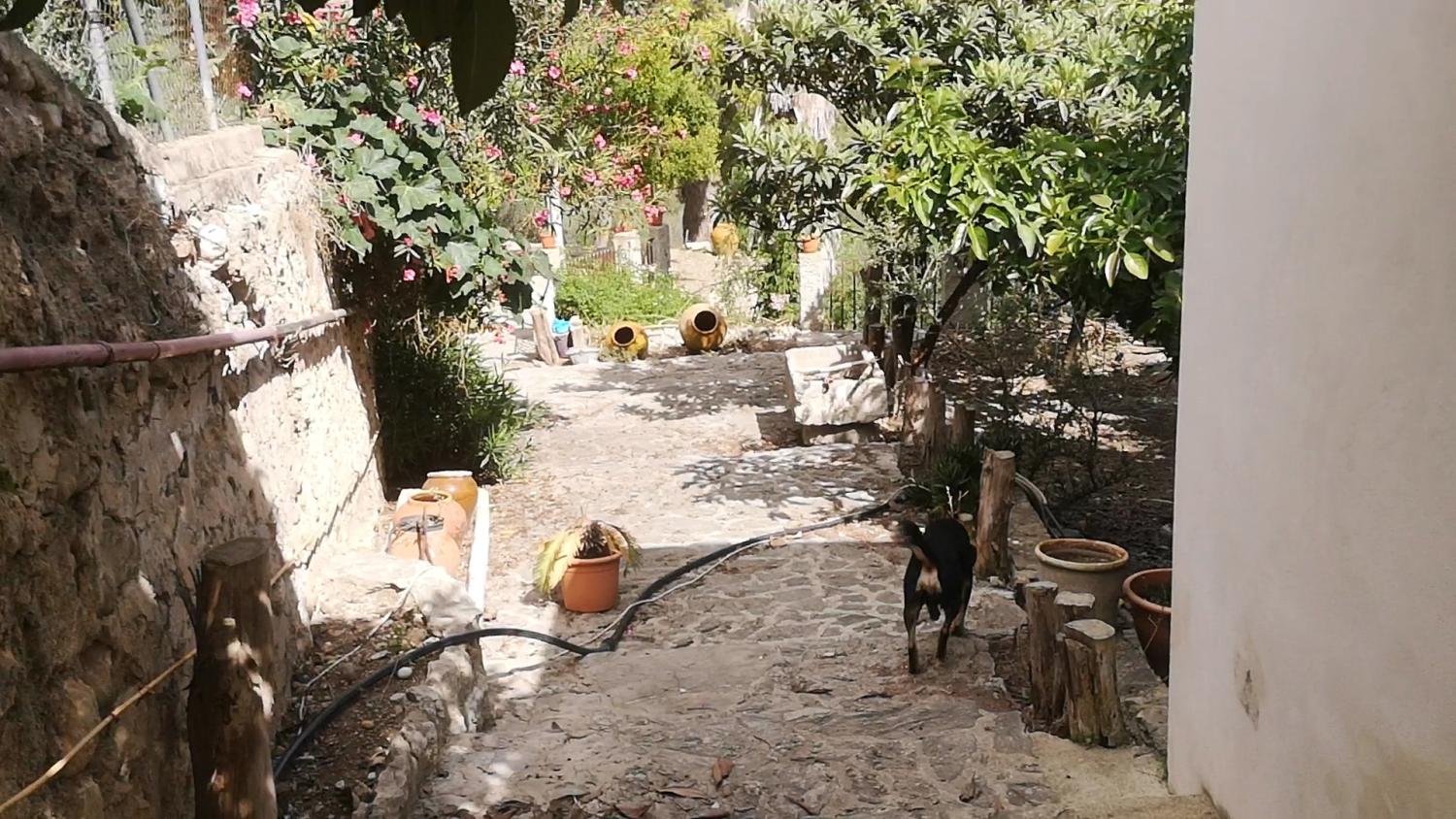  à vendre maison Campanet Raiguer 9