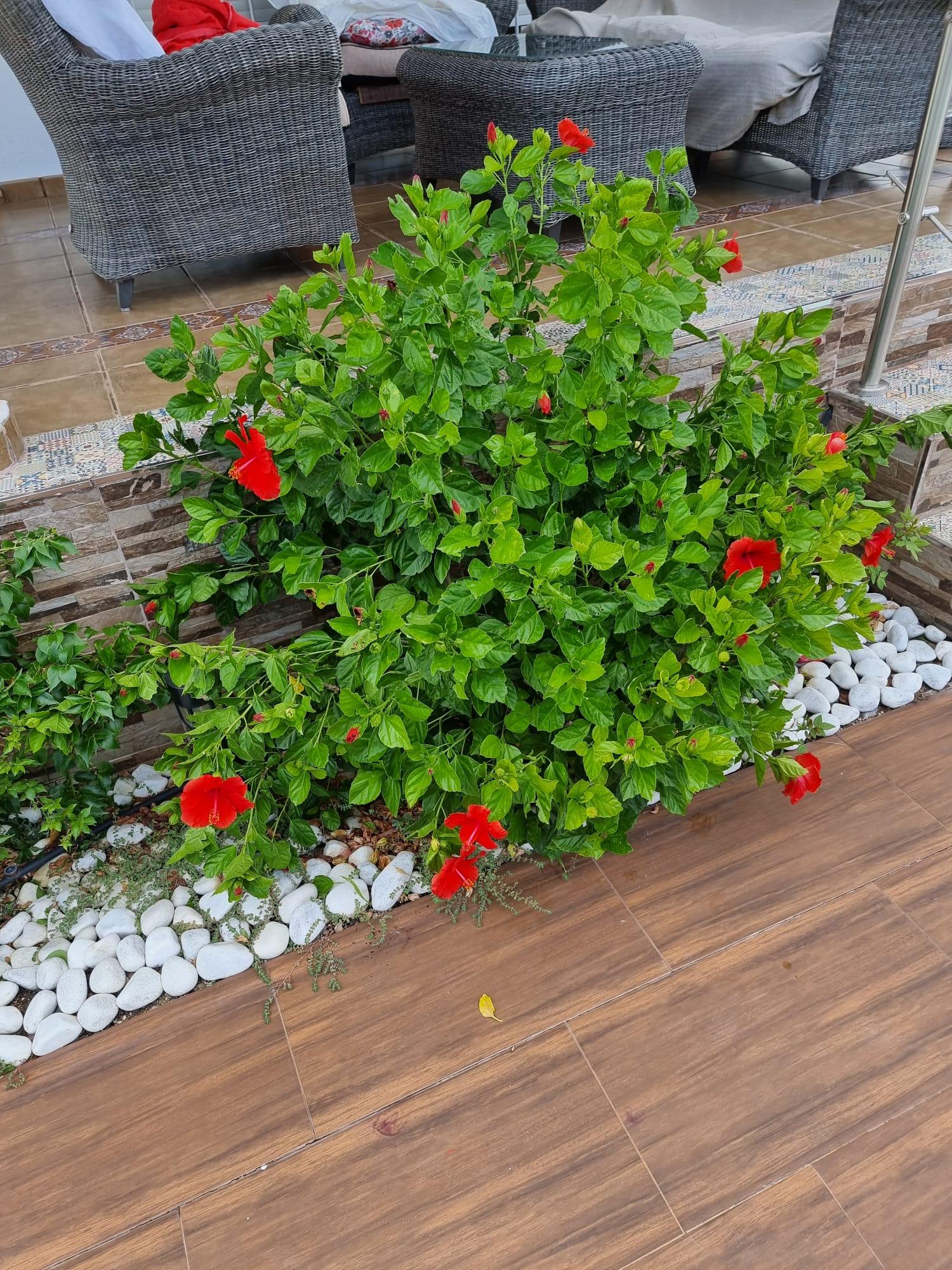  à vendre maison Calasparra Noroeste 19