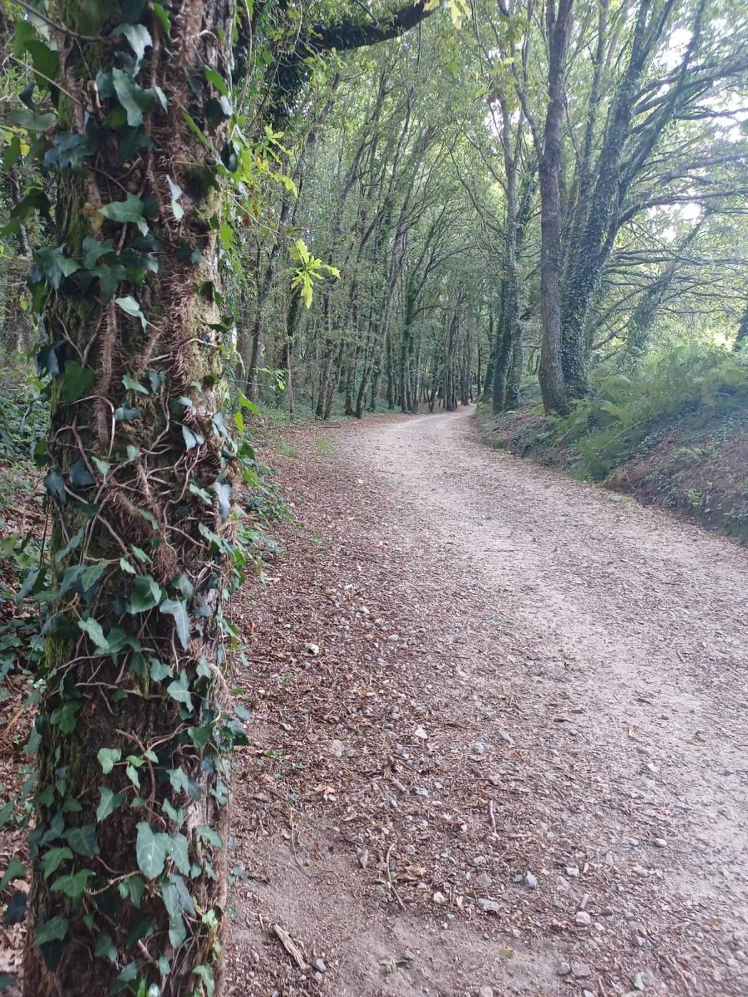  à vendre terrain Raíces Santiago 11