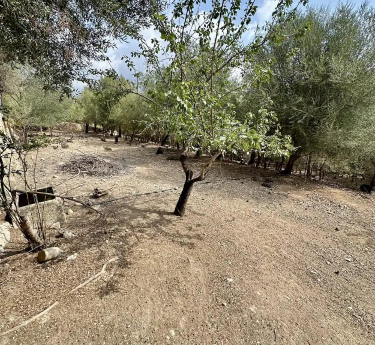  à vendre maison Campanet Raiguer 42