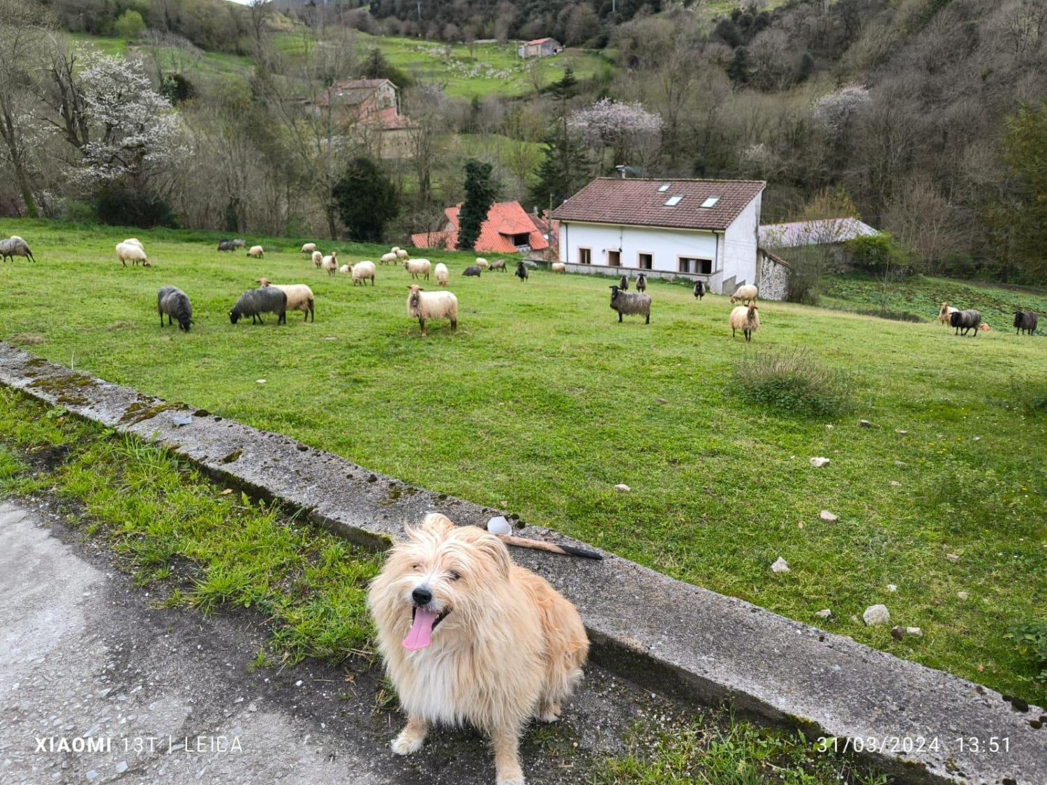  à vendre maison de ville Arangas Oriente 48