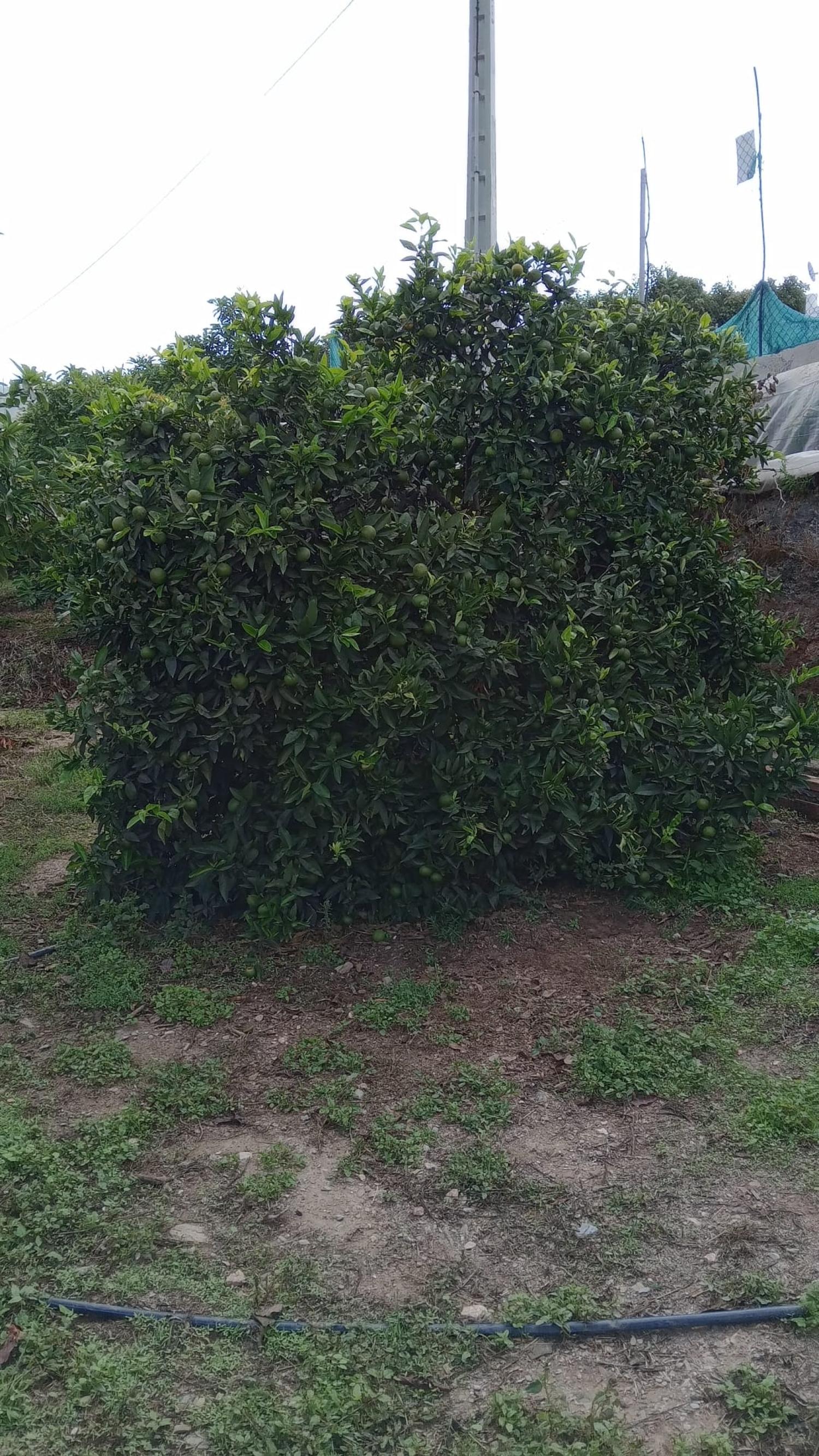  à vendre maison de ville Puntalón Costa Tropical 12