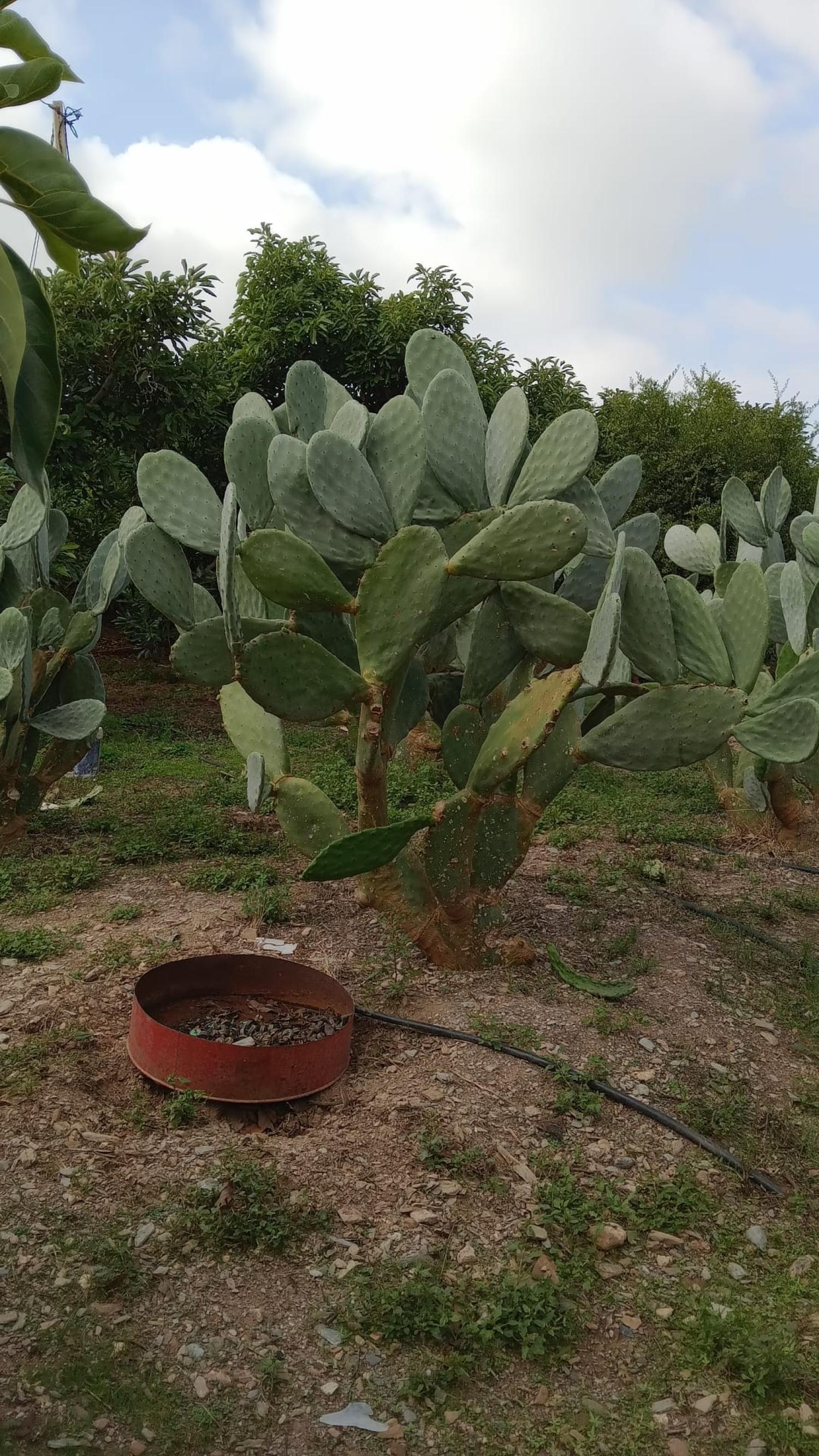  à vendre maison de ville Puntalón Costa Tropical 10