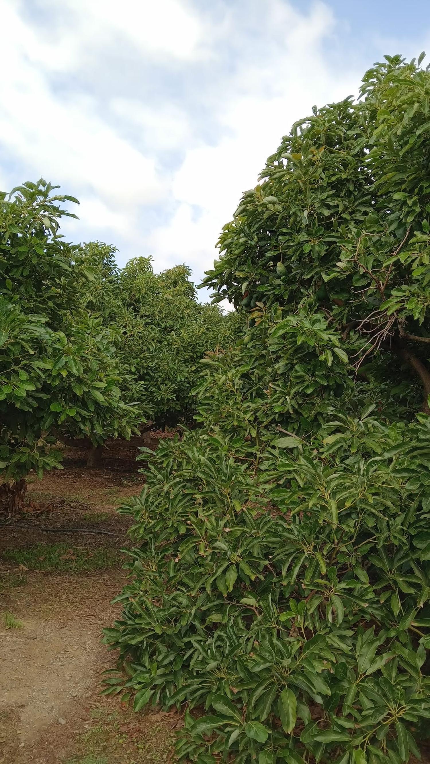  à vendre maison de ville Puntalón Costa Tropical 13