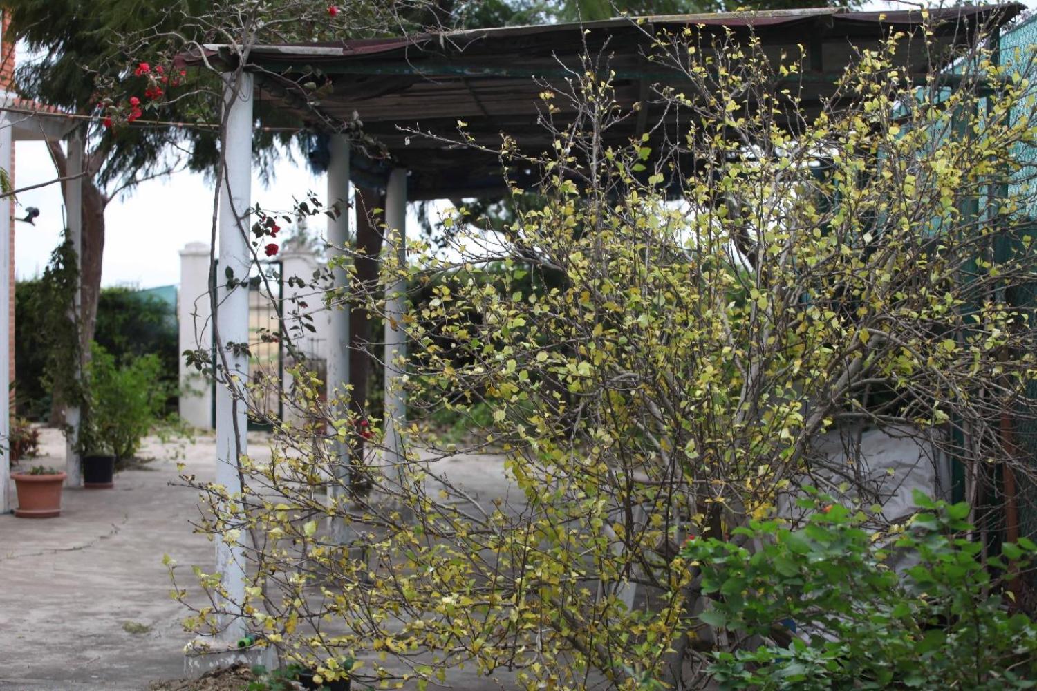  à vendre villa Sollana Ribera Baixa 69