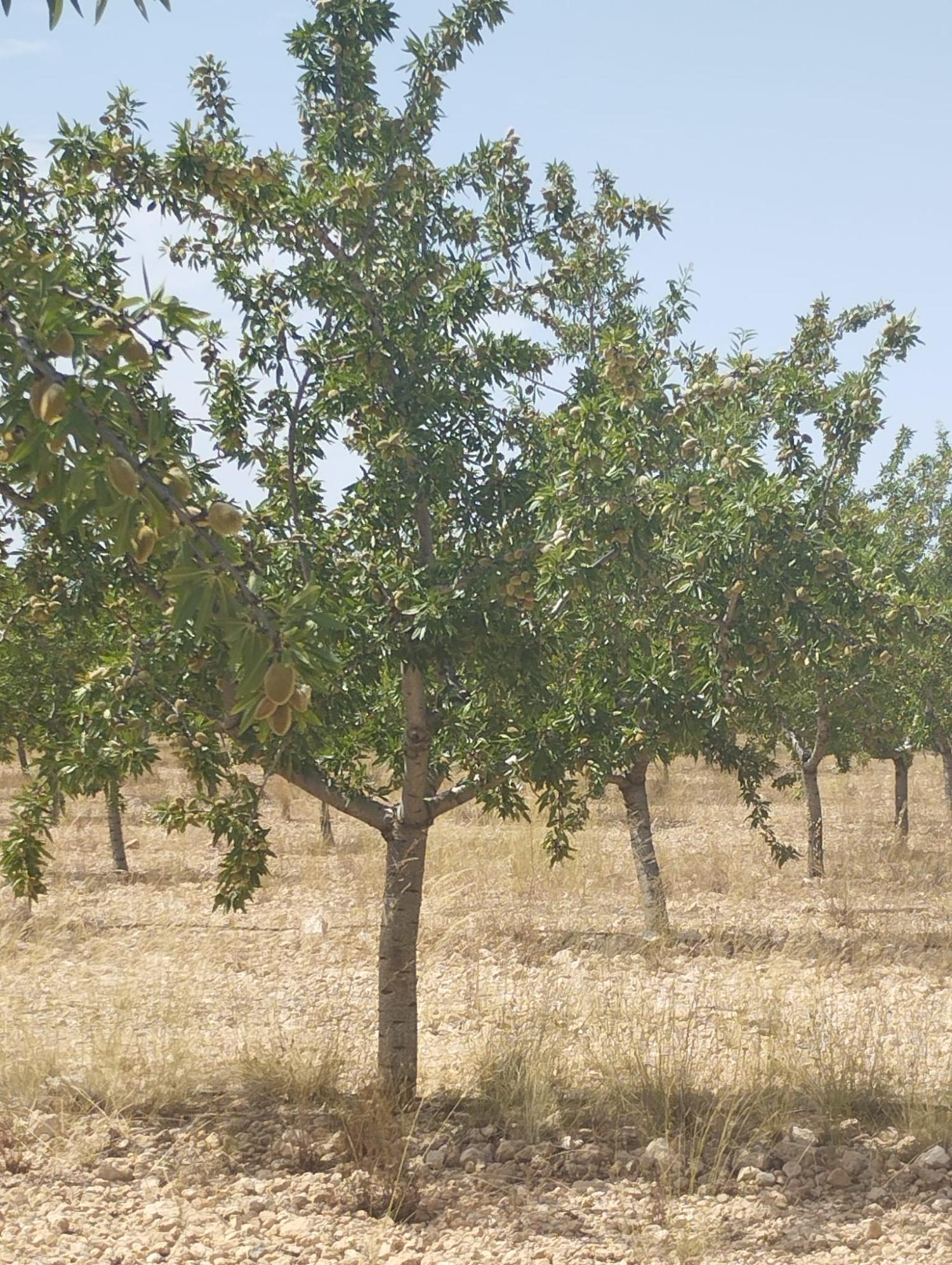 à vendre maison de campagne Tobarra Campos De Hellín 5