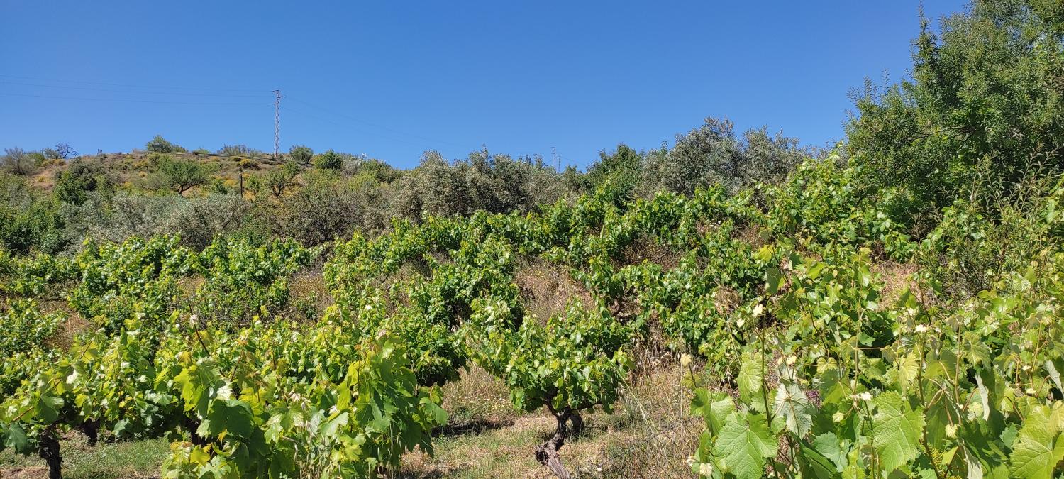  à vendre maison de campagne Lubrín Levante Almeriense 5
