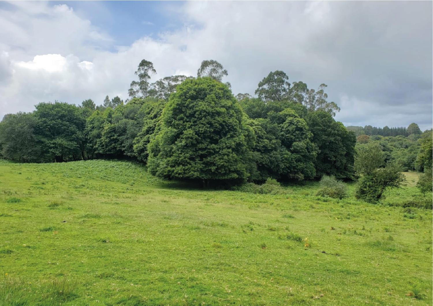  à vendre terrain Pousada De Arriba Tierra De Mellid 3