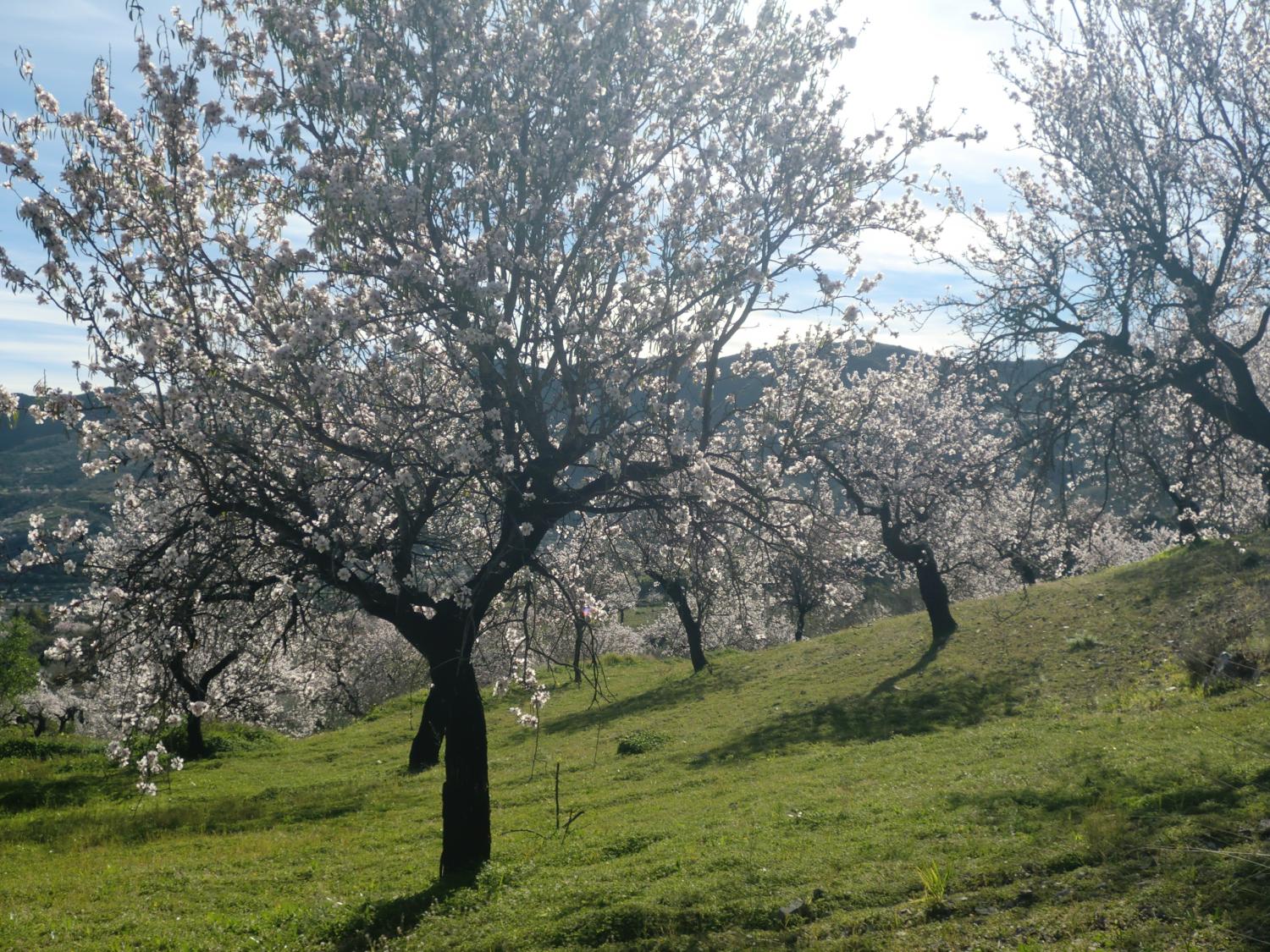  à vendre maison de campagne Lubrín Levante Almeriense 6