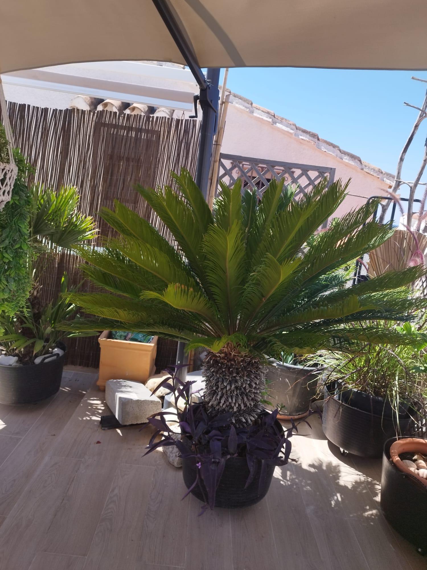  à vendre maison Estepona Costa Del Sol Occidental 10